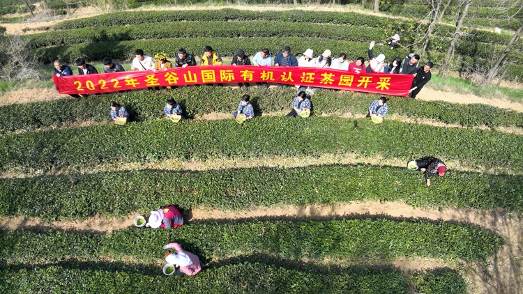 “谷雨试新茶，寻鲜圣谷山” 日照新媒体达人2022春茶采风活动举行