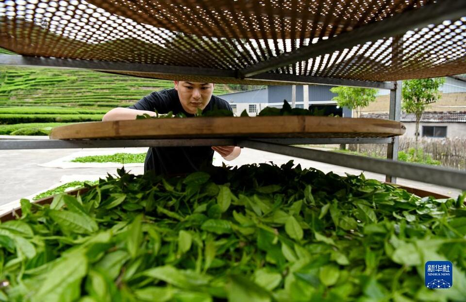 福建武夷山：茶乡春色好 茶农采茶忙