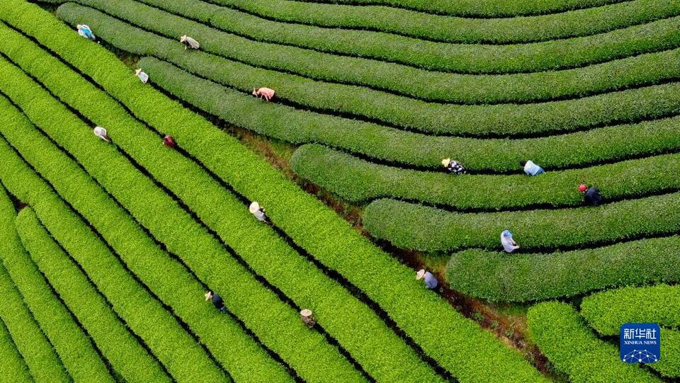 福建武夷山：茶乡春色好 茶农采茶忙