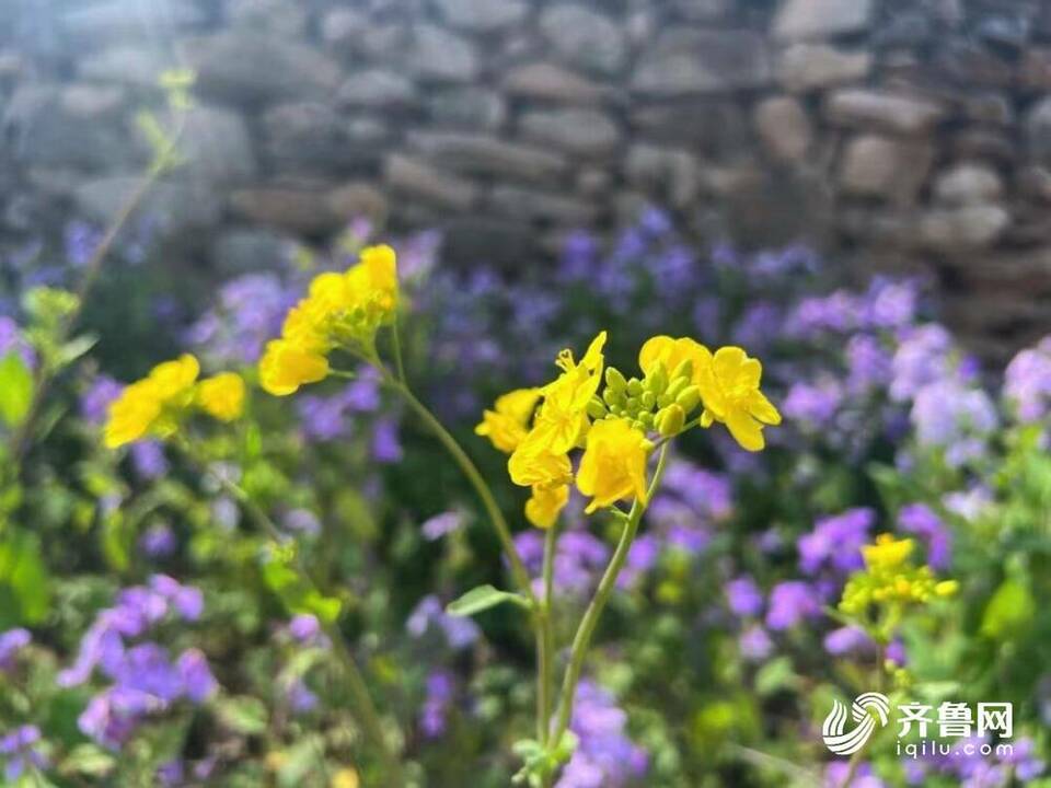 赏花拍照好去处！五月的枣庄山亭已是花的海洋