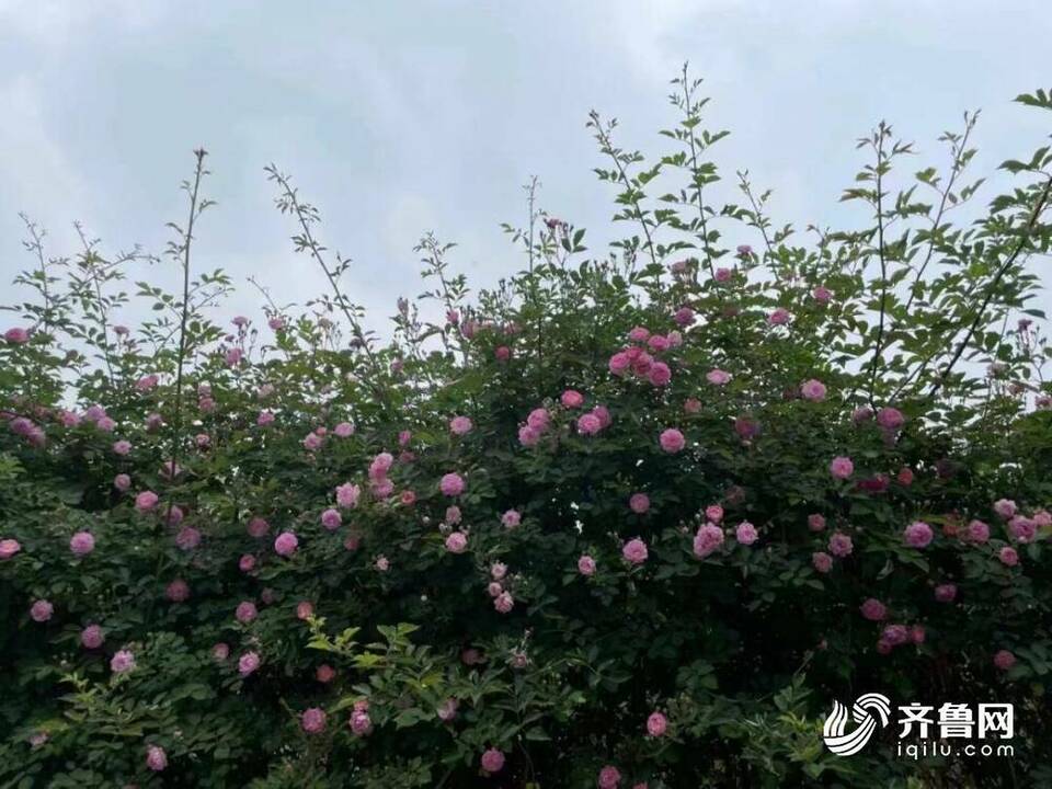赏花拍照好去处！五月的枣庄山亭已是花的海洋