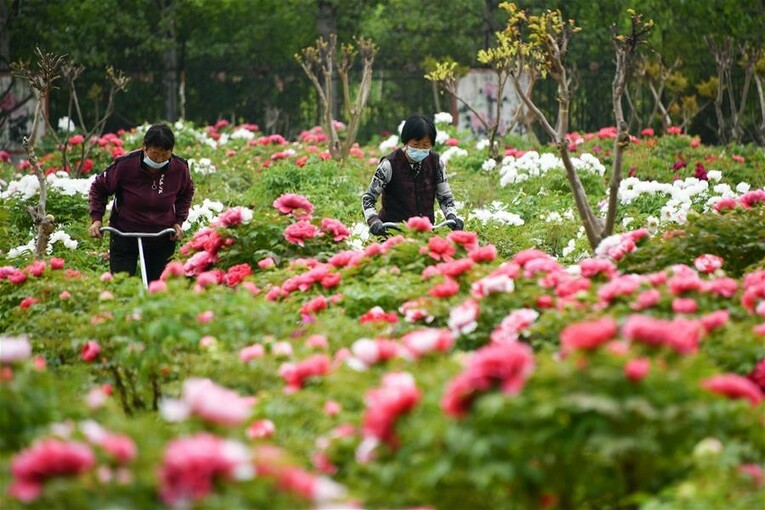 山东菏泽：美丽产业“花”样年华