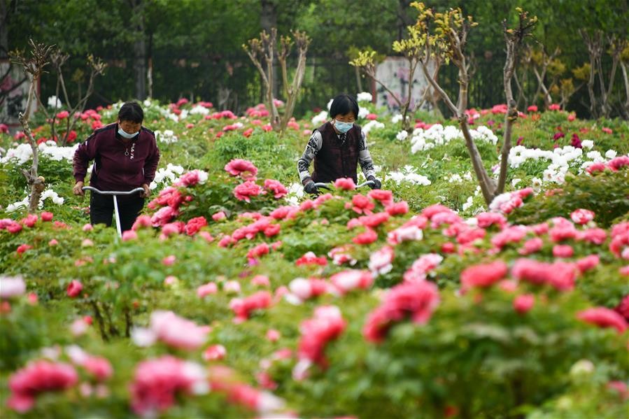山东菏泽：美丽产业“花”样年华