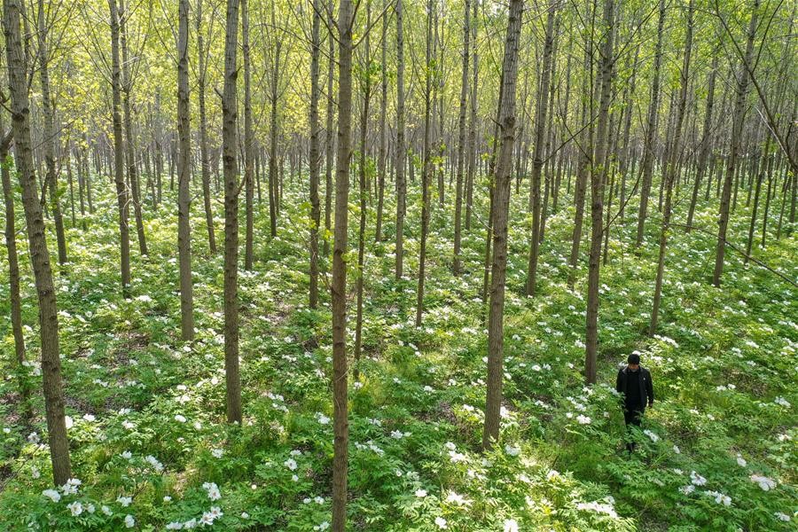 山东菏泽：美丽产业“花”样年华