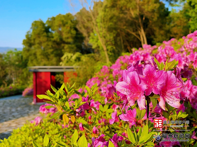 福州：城里城外 杜鹃山走红_fororder_4