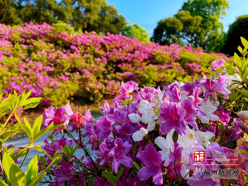福州：城里城外 杜鹃山走红_fororder_1