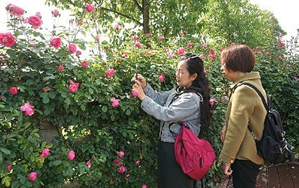 【创建天府旅游名县】四川德阳：到中国玫瑰谷国家玫瑰公园邂逅一场与花的浪漫之约_fororder_3