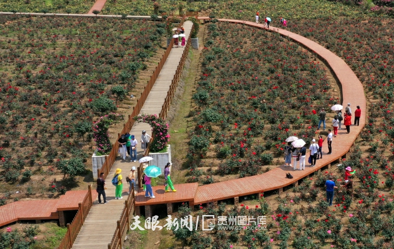 黔南惠水：玫瑰花香醉游客