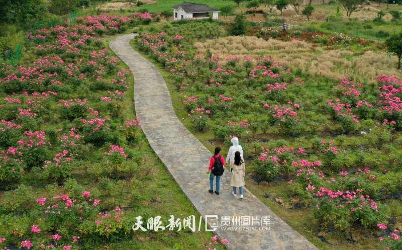 黔南惠水：玫瑰花香醉游客