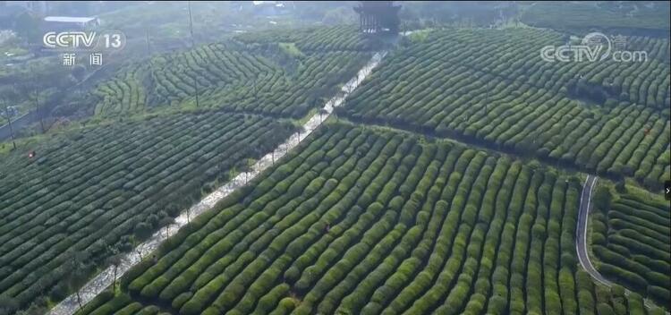 【走进老区看新貌】春茶采摘正当时 开启美丽乡村茶经济