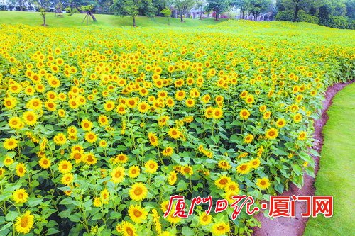 厦门：万株向日葵开出壮丽花海_fororder_W020220512284450271817