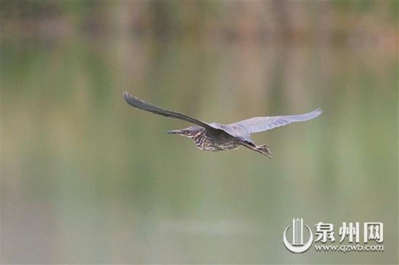 泉州首次发现珍稀鸟类黑苇鳽_fororder_res_03_04_attpic_brief_副本