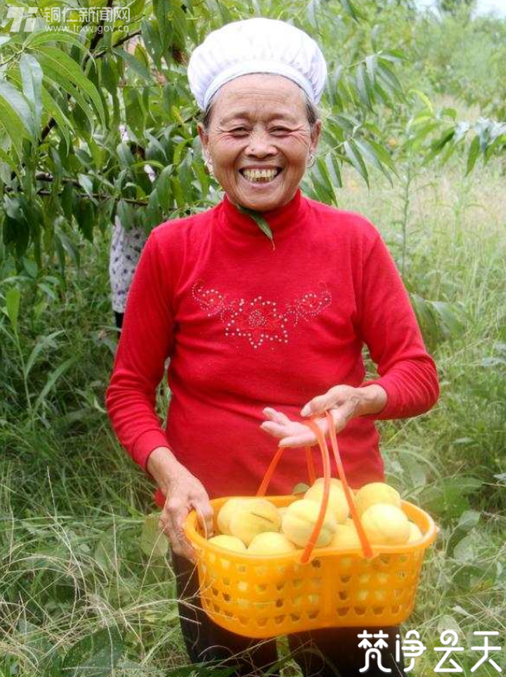 贵州印江：千亩黄桃迎丰收 枝头果实成佳酿