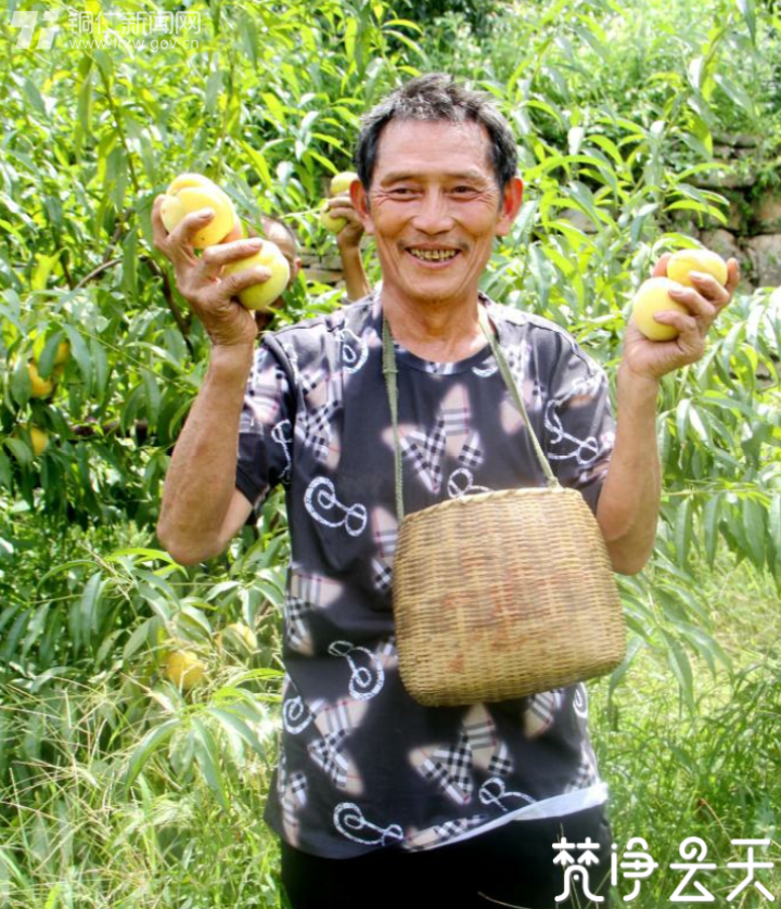贵州印江：千亩黄桃迎丰收 枝头果实成佳酿