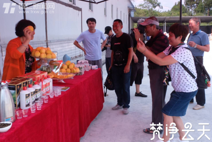贵州印江：千亩黄桃迎丰收 枝头果实成佳酿