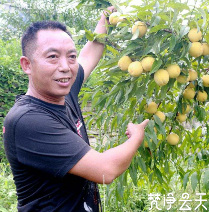 贵州印江：千亩黄桃迎丰收 枝头果实成佳酿