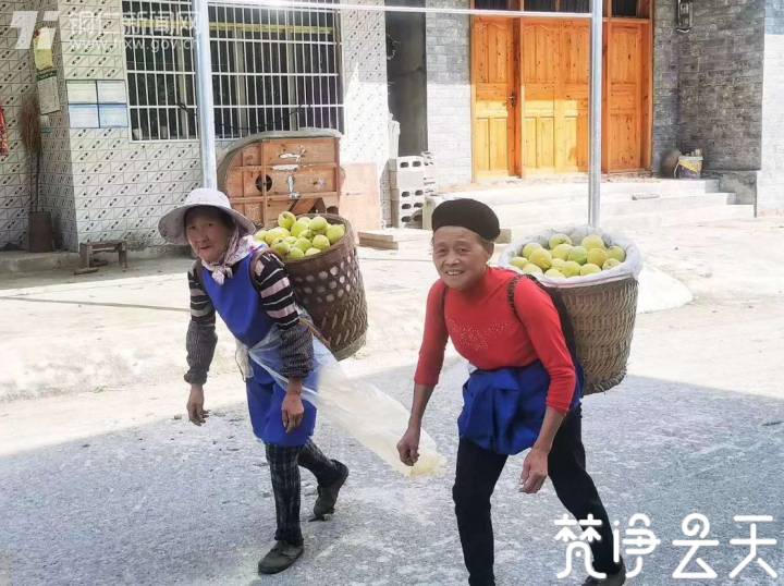 贵州印江：千亩黄桃迎丰收 枝头果实成佳酿