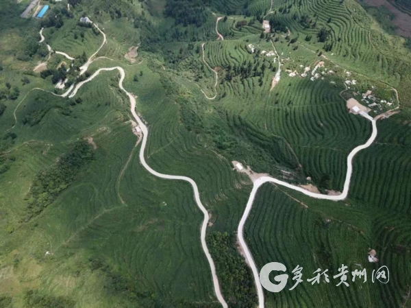 贵州六枝：两父子退役返乡种茶带富乡亲