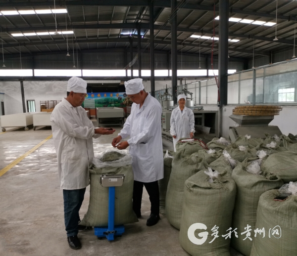 贵州六枝：两父子退役返乡种茶带富乡亲