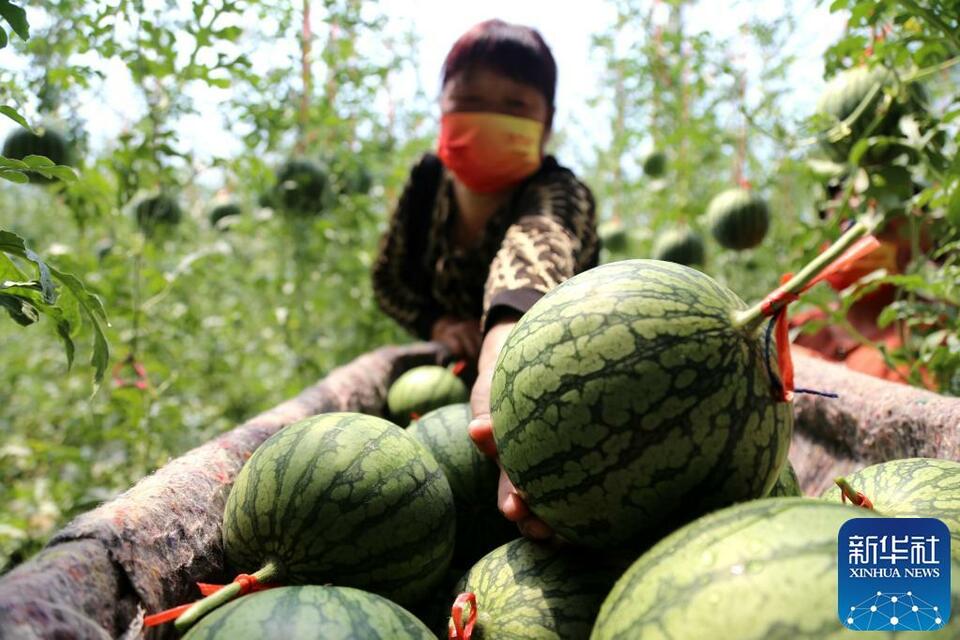 山东惠民：发展富硒西瓜种植 带动村民增收