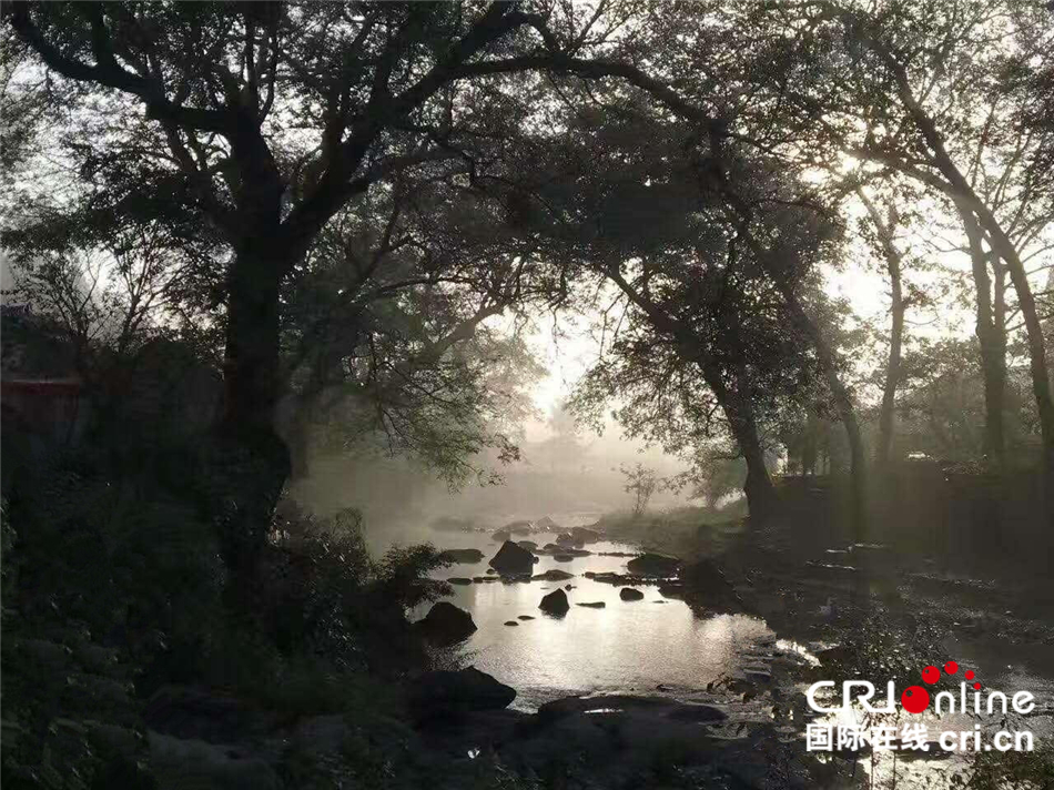 图片默认标题_fororder_图片4-古树美景