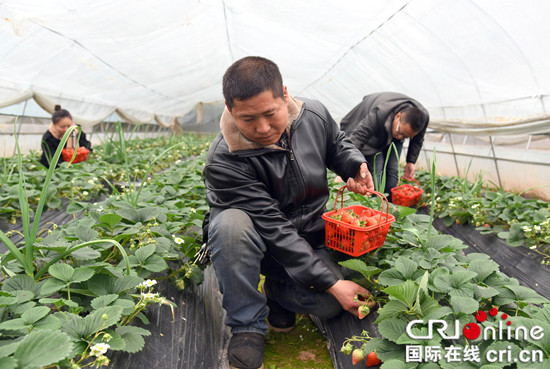 已过审【社会民生】石柱村民马银泽：种植草莓走上致富路