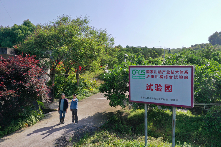 中国梦 劳动美｜李小孟：奔走在乡村振兴路上的农艺师_fororder_4月20日，李小孟和果农一起，来到泸州柑橘综合试验站查看果树情况