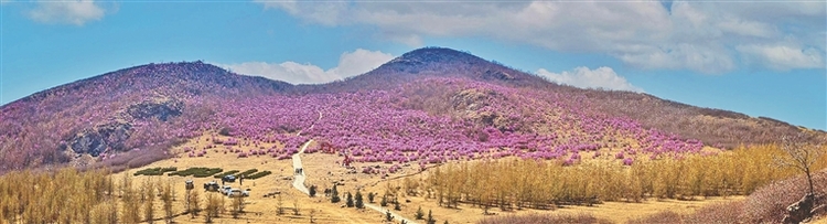 杜鹃映红杜鹃山
