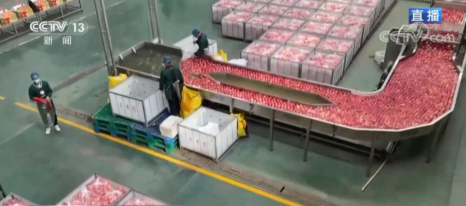 【走进老区看新貌】红苹果走出黄土地 成为脱贫致富“金果果”