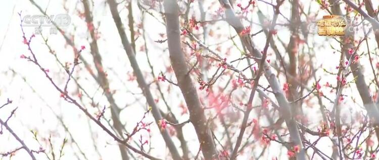 走进老区看新貌 | 金山银山有价值 “撂荒地”变“聚宝盆”