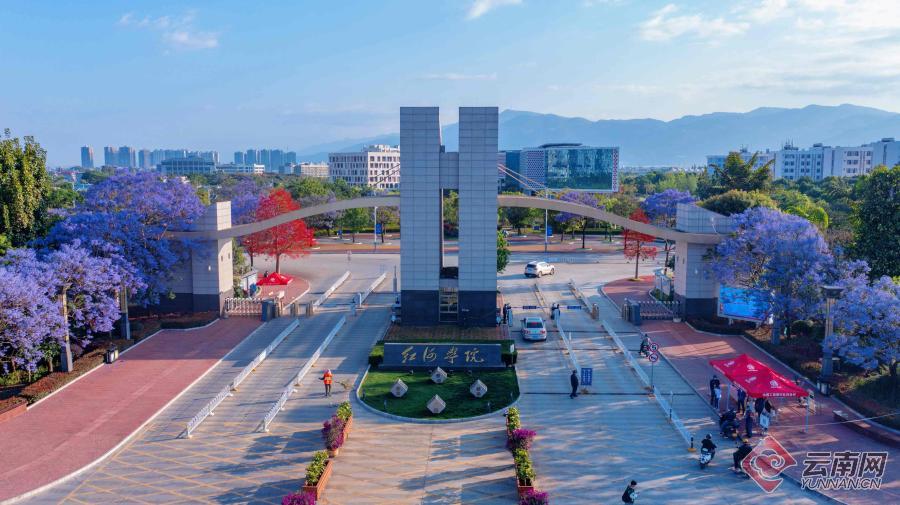 红河州蒙自市：蓝花楹浪漫绽放