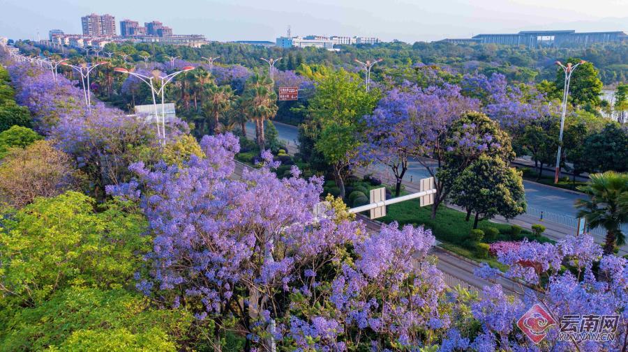 红河州蒙自市：蓝花楹浪漫绽放
