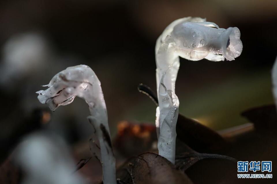 【已审】晶莹如玉的水晶兰究竟有多美？