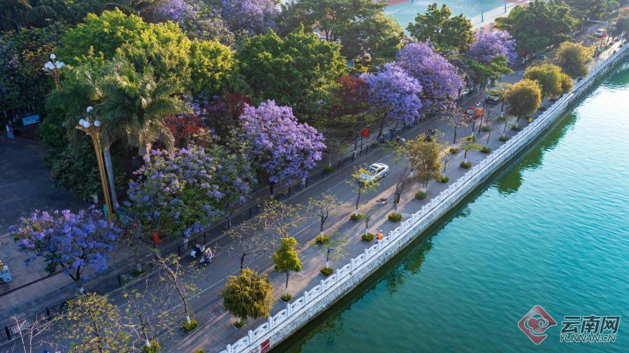 红河州蒙自市：蓝花楹浪漫绽放