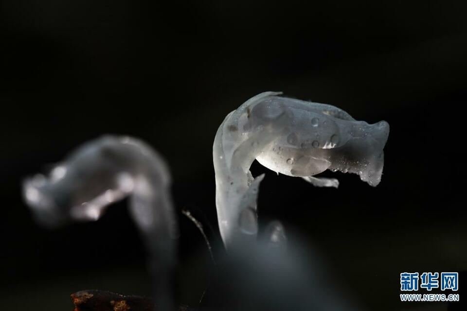 【已审】晶莹如玉的水晶兰究竟有多美？