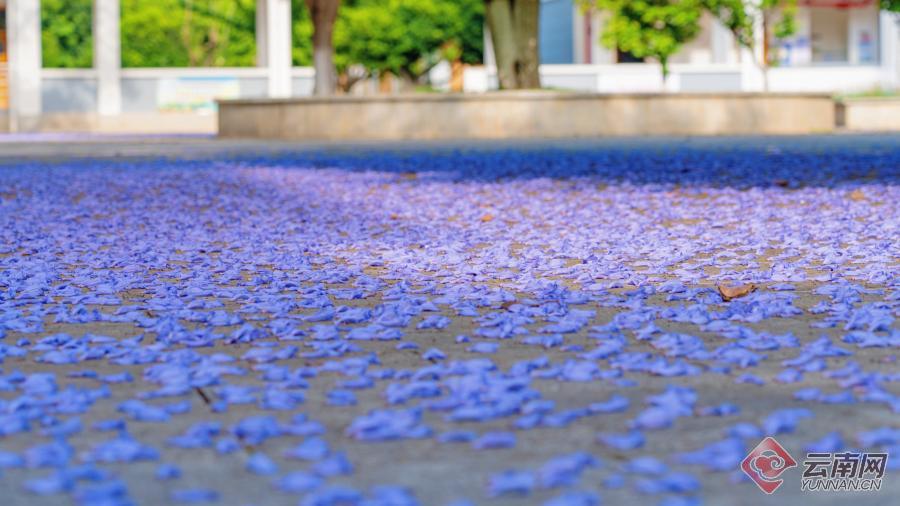红河州蒙自市：蓝花楹浪漫绽放