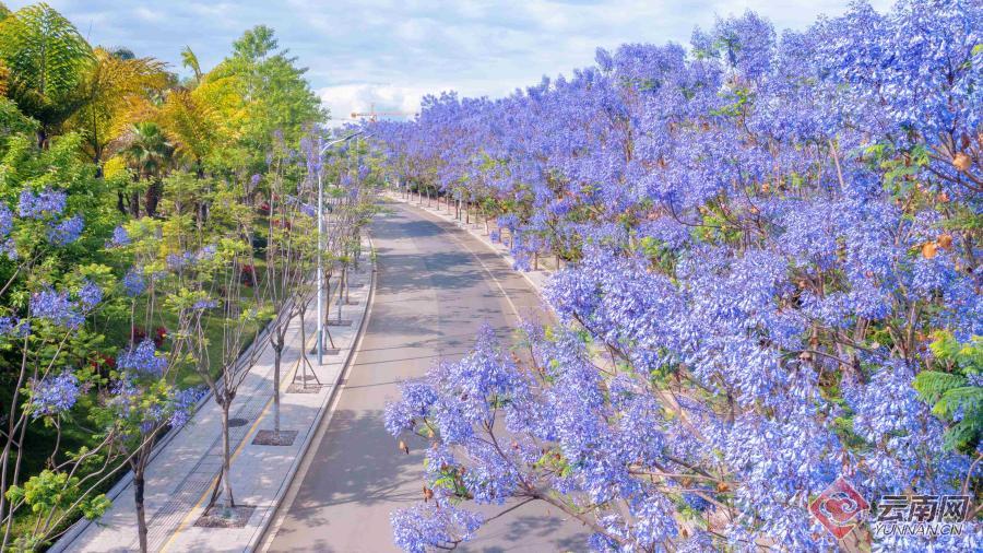 红河州蒙自市：蓝花楹浪漫绽放