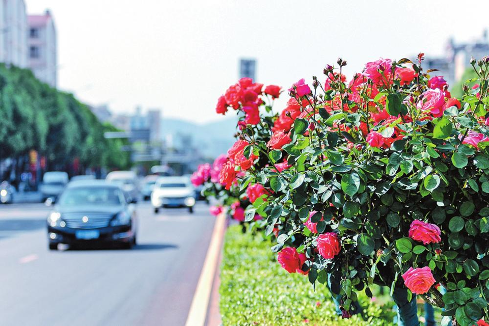 昆明主城区100余条主干道建成鲜花大道_fororder_4286aca3007fcbb9219416fb1d3ecbb