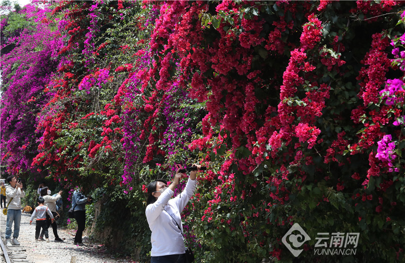 昆明百年米轨铁路：三角梅花瀑点燃红火的五月