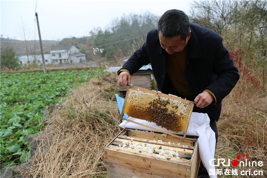 图片默认标题_fororder_川河盖蜜蜂养殖合作社理事长白天树检查蜂箱_副本_副本