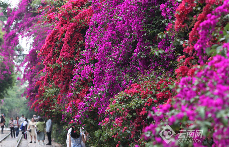 昆明百年米轨铁路：三角梅花瀑点燃红火的五月