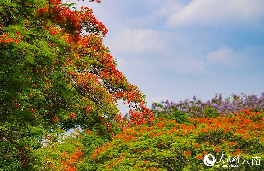 红河州开远市：凤凰花开 惊艳夏日时光