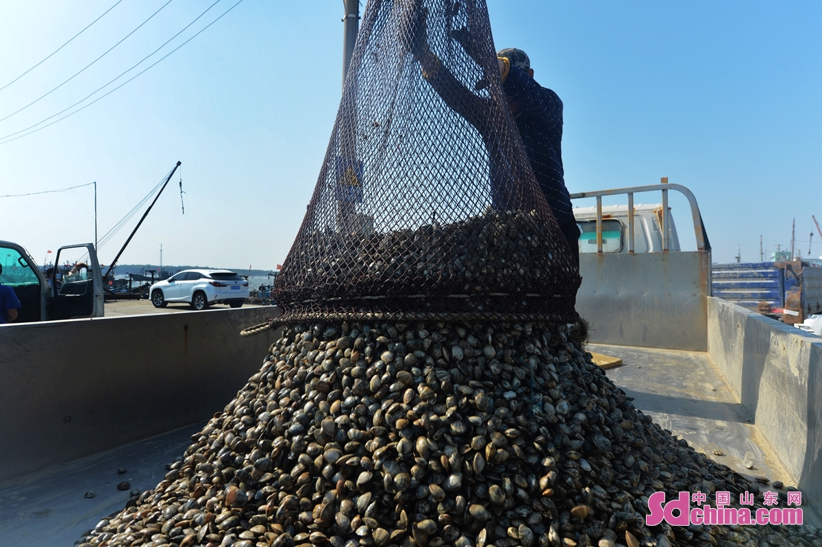 青岛：贝类捕捞增速 满足市场供应