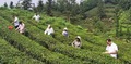 （供稿）黔西南贞丰：发展夏秋茶 助农稳增收