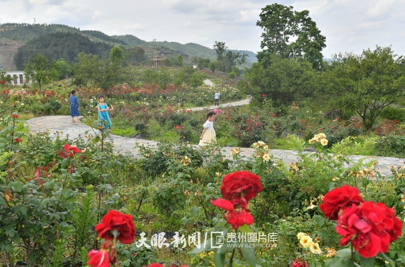 黔南惠水：玫瑰花香醉游客