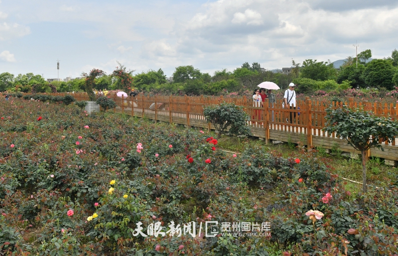黔南惠水：玫瑰花香醉游客