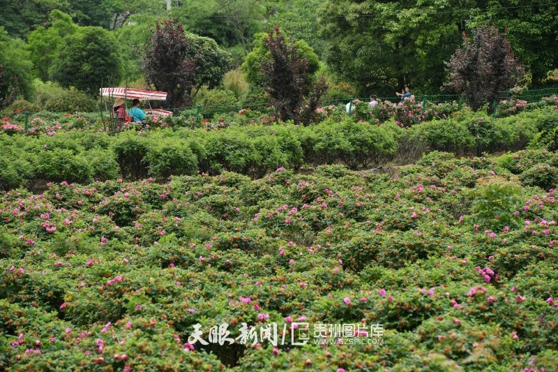 黔南惠水：玫瑰花香醉游客