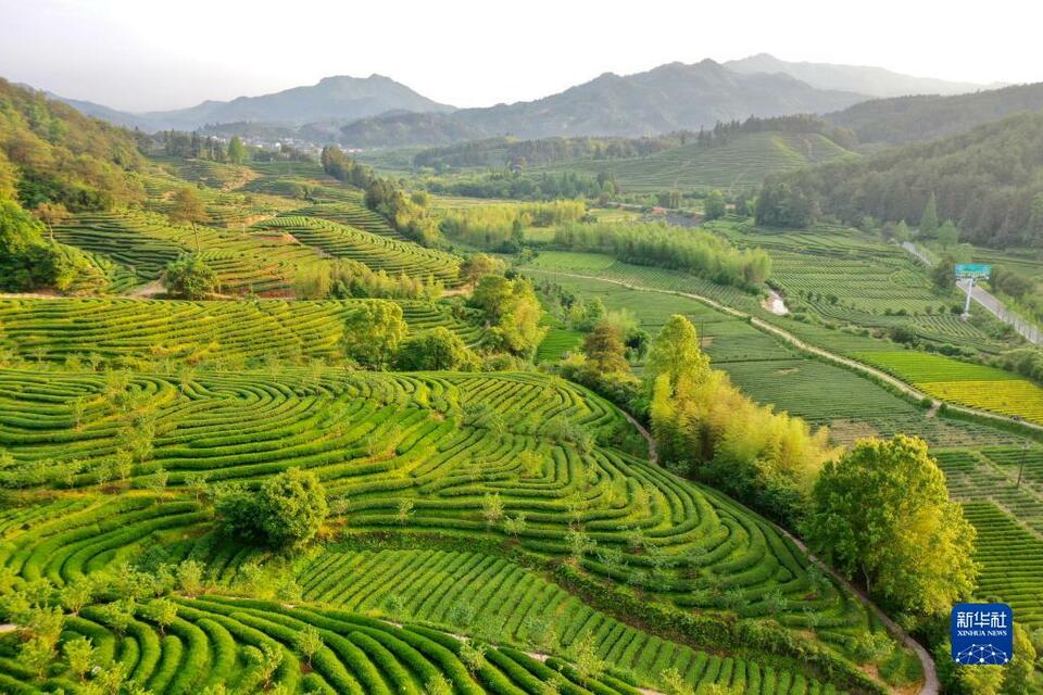 武夷山繁忙制茶季