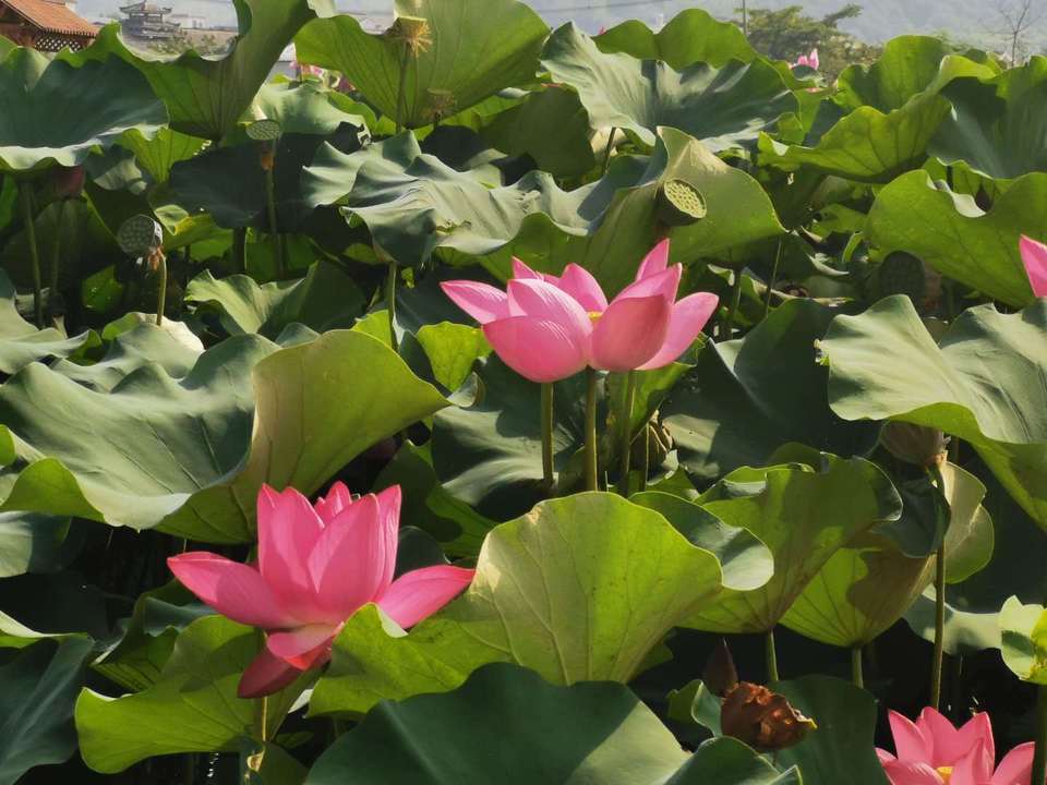 贵港覃塘：这里的荷花能致富