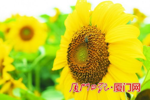 厦门：万株向日葵开出壮丽花海_fororder_W020220512284450272326